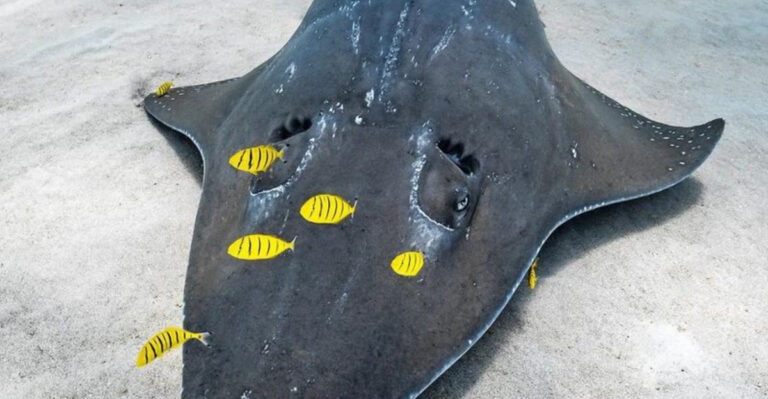 Scientists Spent 16 Months Exploring The Ocean – Here Are The Stunning Species They Discovered
