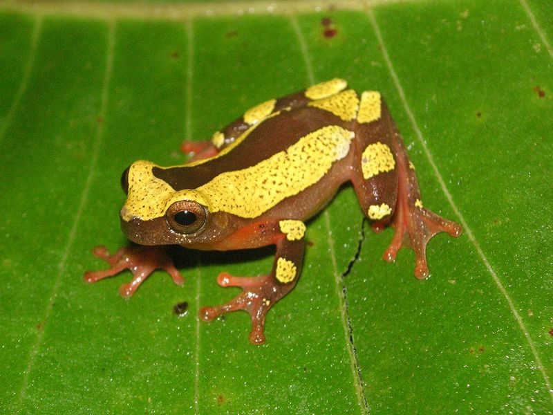 Species Identification