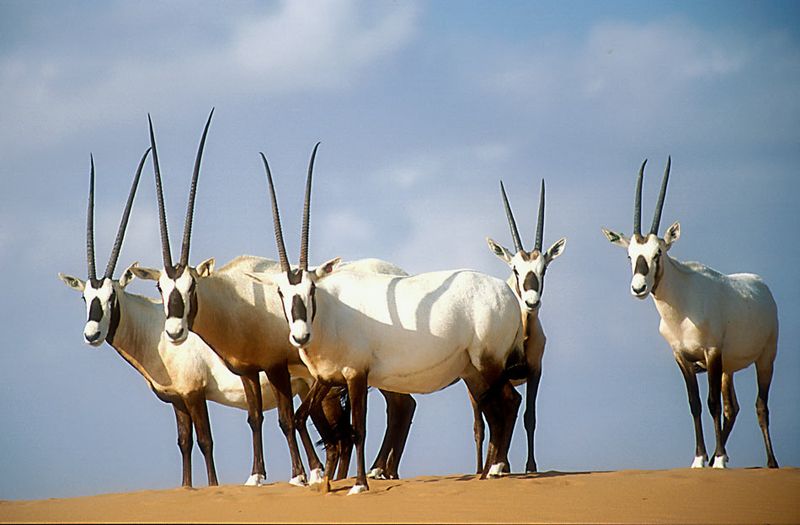 Arabian Oryx