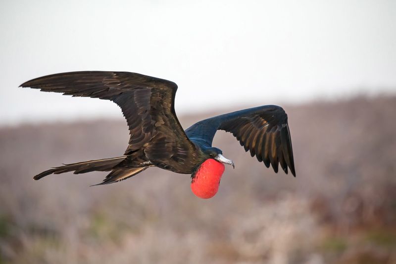 Magnificent Frigatebird: Aerial Pirates Of The Coast