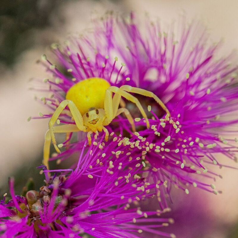 Pollen Surprise
