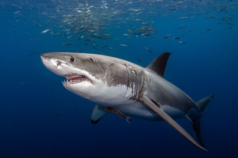 Sharks