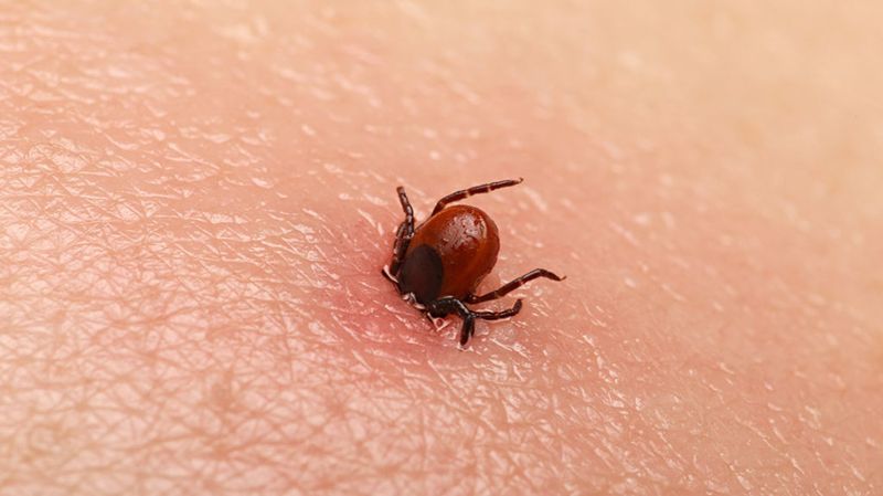 Ticks