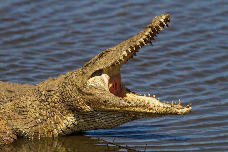 Crocodiles: From Bus-Sized To Still Impressively Large