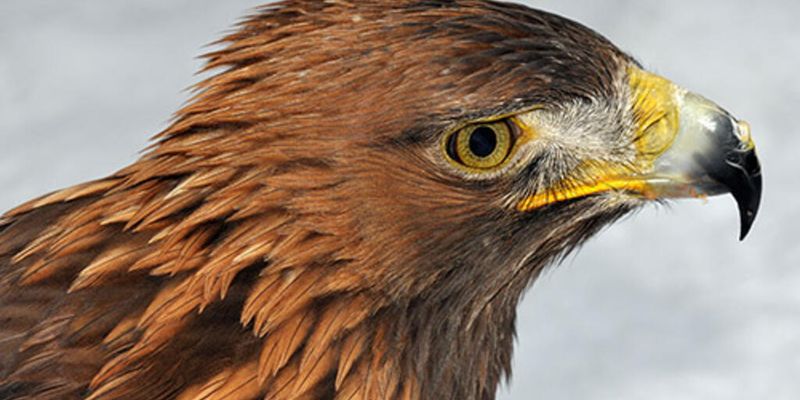 Birds Of Prey