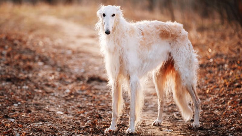 Borzoi