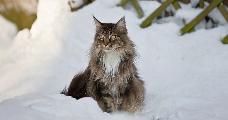Maine Coon