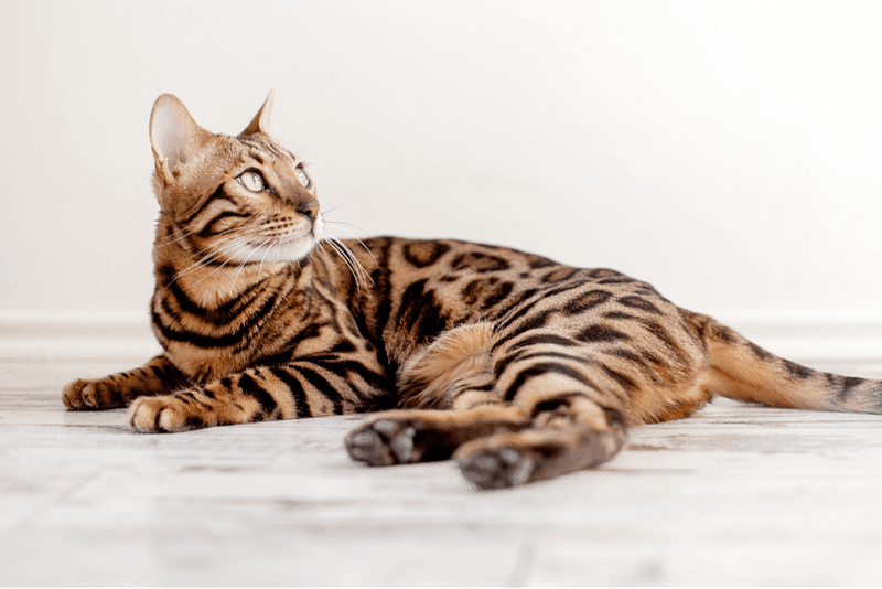 Bengal