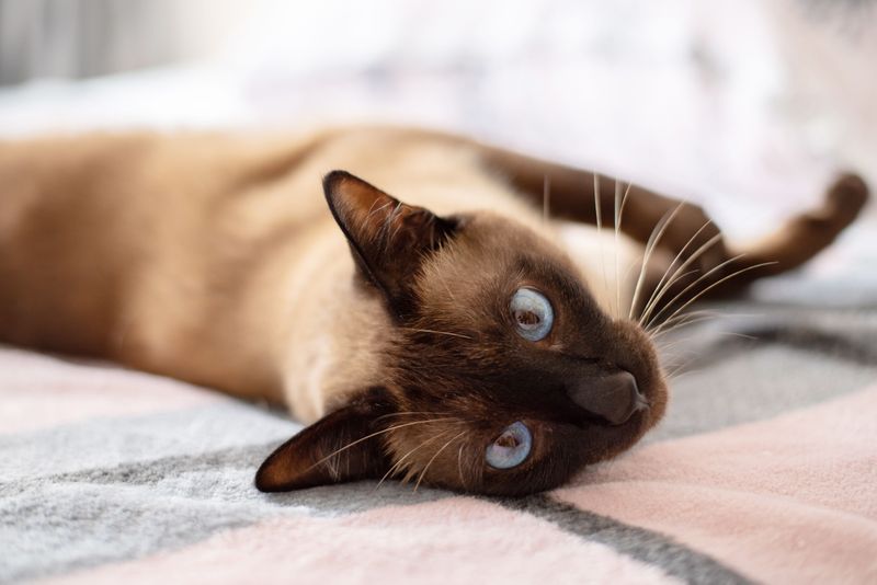 Siamese