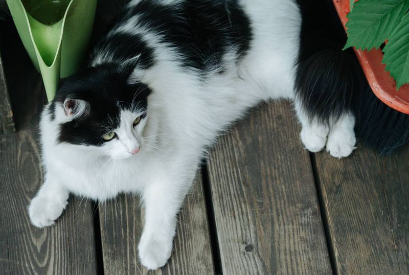 Siberian
