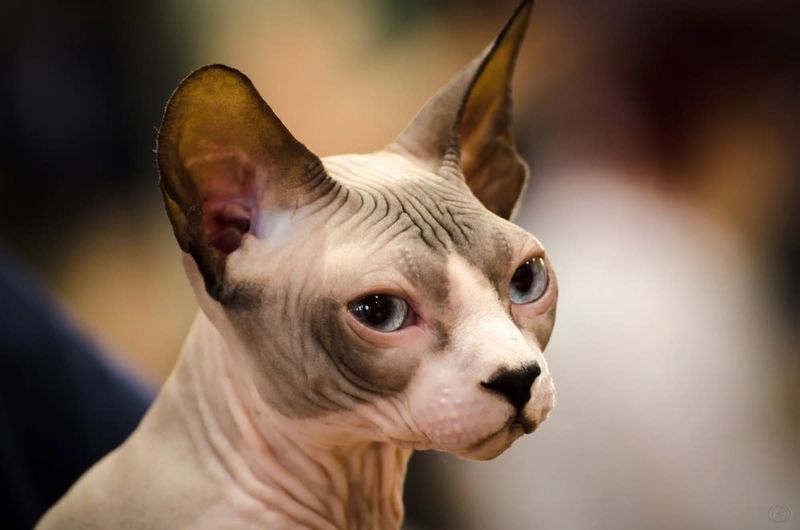 Sphynx