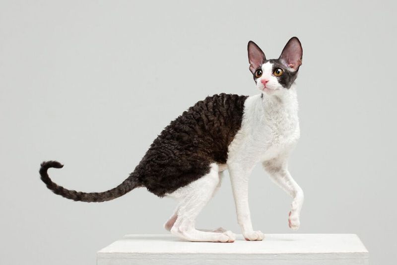 Cornish Rex