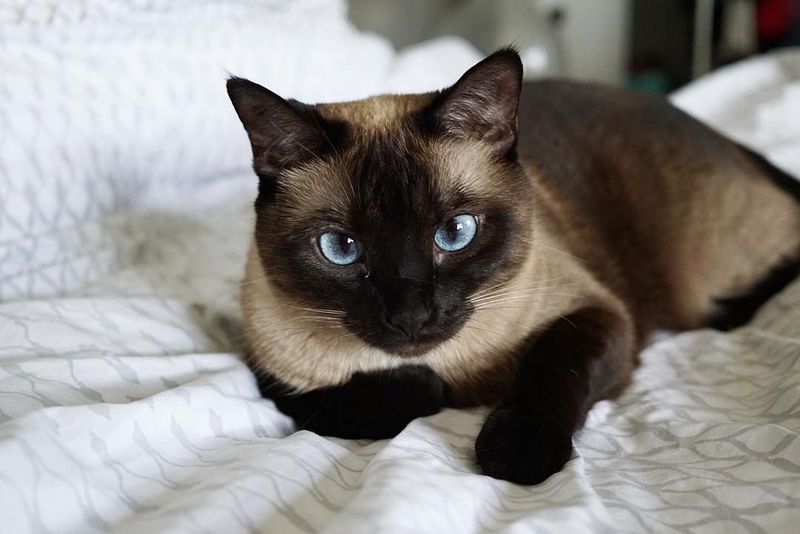 Siamese
