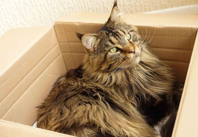 Maine Coon