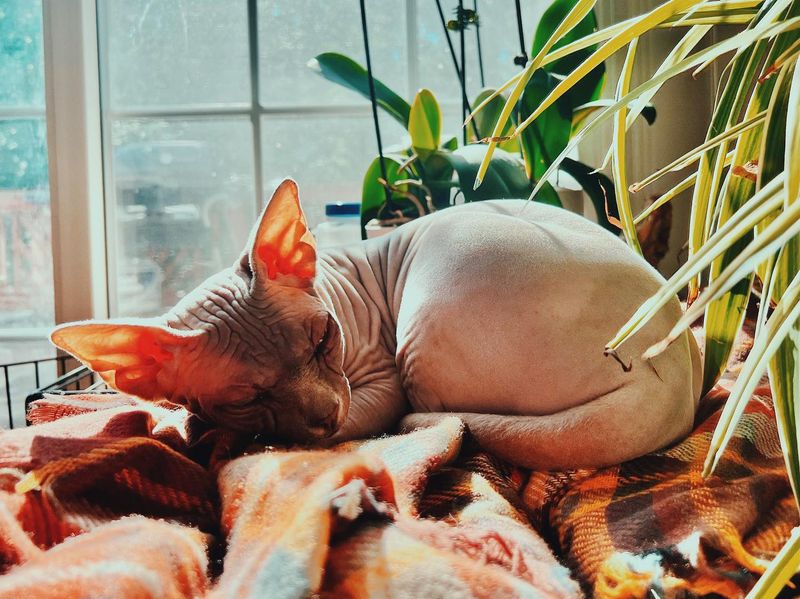 Sphynx