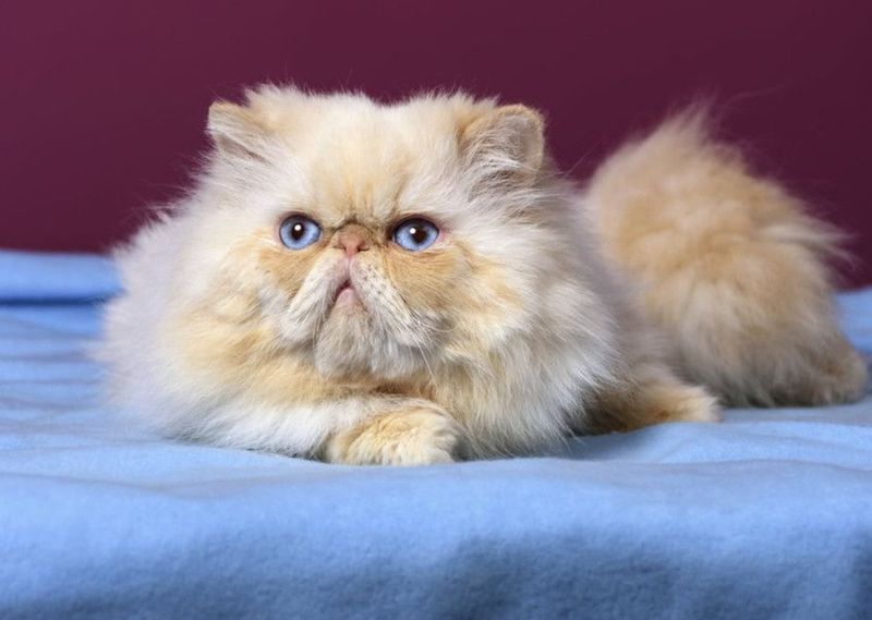 Persian