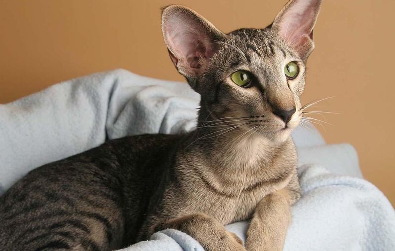 Oriental Shorthair