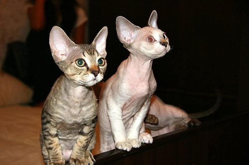 Sphynx + Devon Rex = Sphinxex