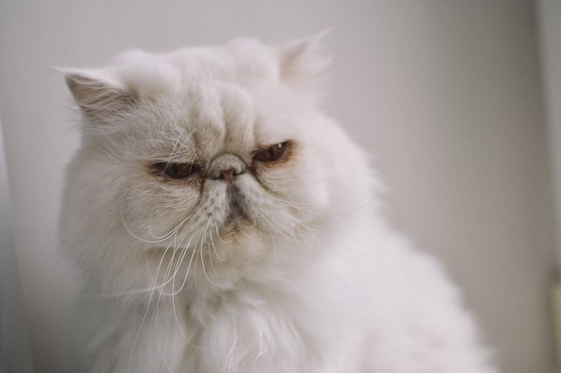 Persian: High-Maintenance Royalty