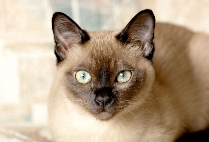 Tonkinese: Social Butterflies For The Young At Heart