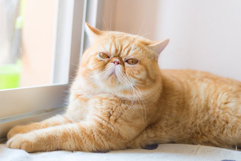 Exotic Shorthair: Couch Commanders