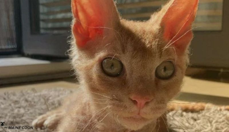 Sphynx Maine Coon Mix