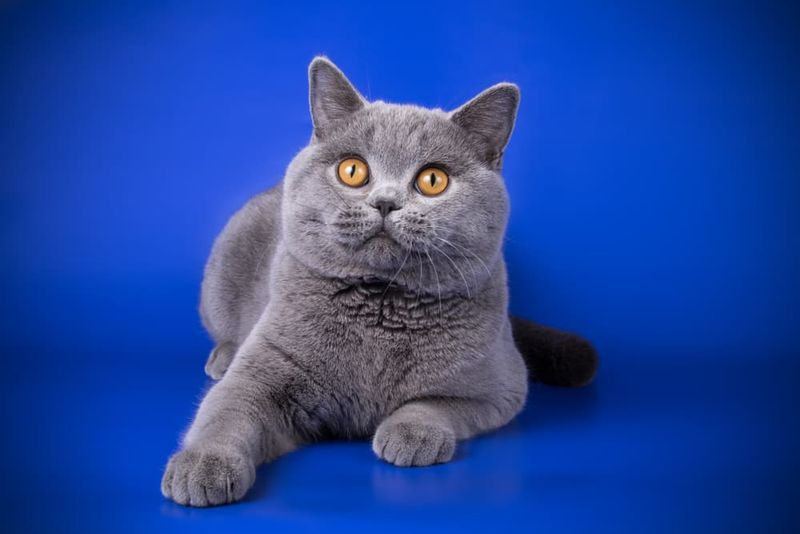 British Shorthair + Russian Blue = British Blue