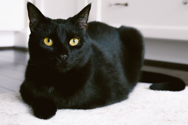 Bombay: Mini Panthers With Golden Hearts