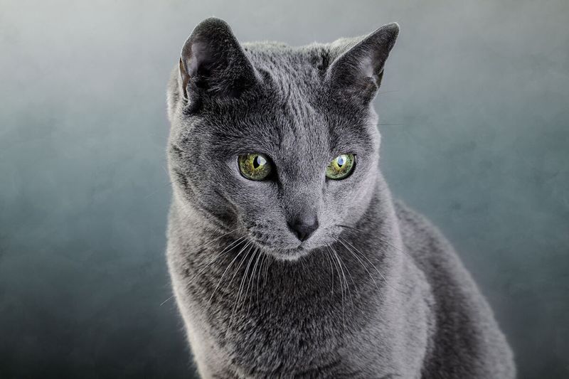 Russian Blue: The Aristocrats Of The Cat World