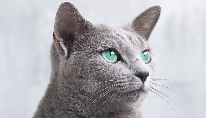 Russian Blue Relaxers: Quiet Sophisticates