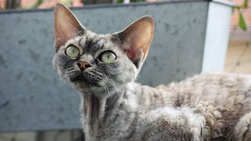 Devon Rex: The Monkey Cat