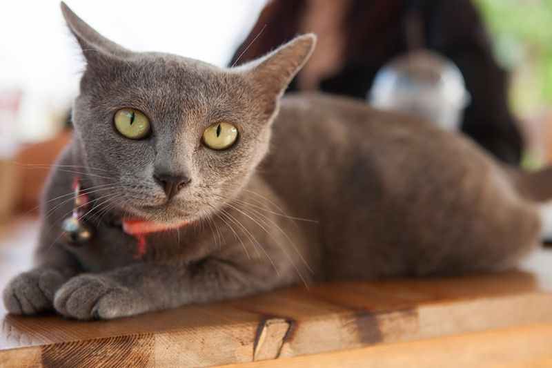 Korat: The Good Luck Charmer