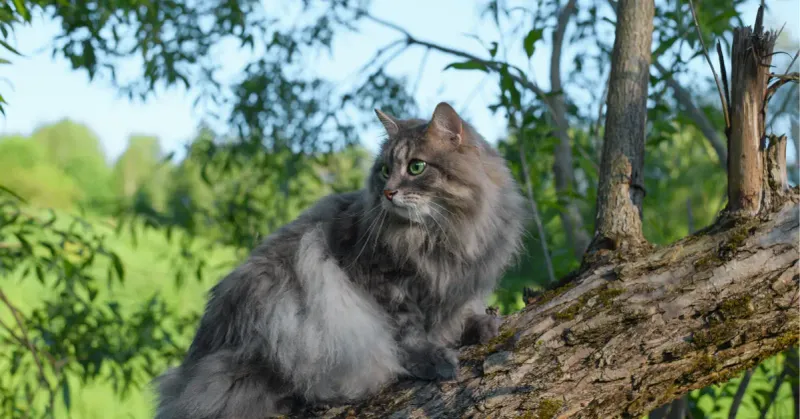 Norwegian Forest Cat: The Majestic Forest Dweller
