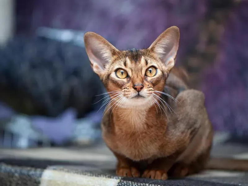 Abyssinian: The Mood-Lifting Expert