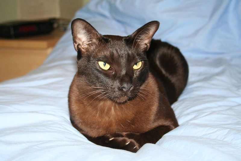 Burmese: The Puzzle Master