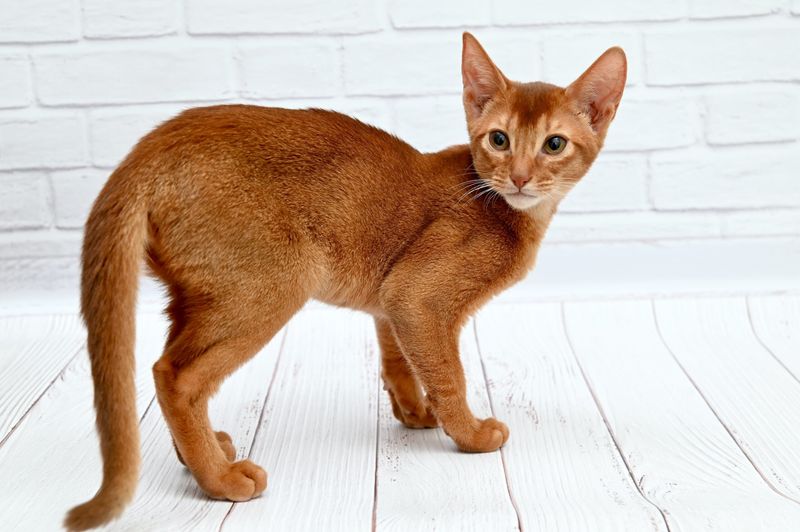 Abyssinian: Active Admirers From Afar
