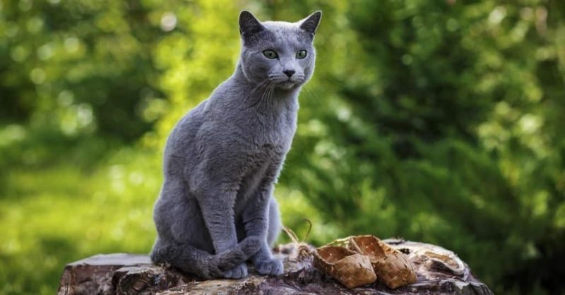 Russian Blue