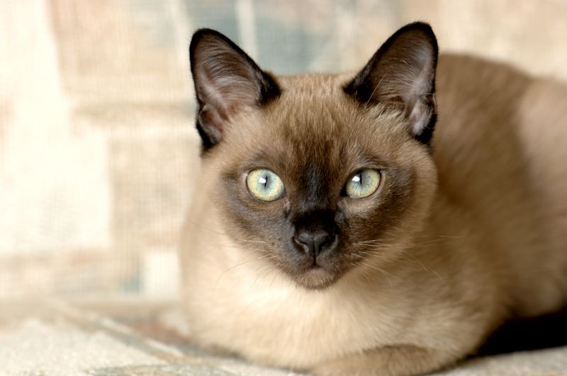 Tonkinese