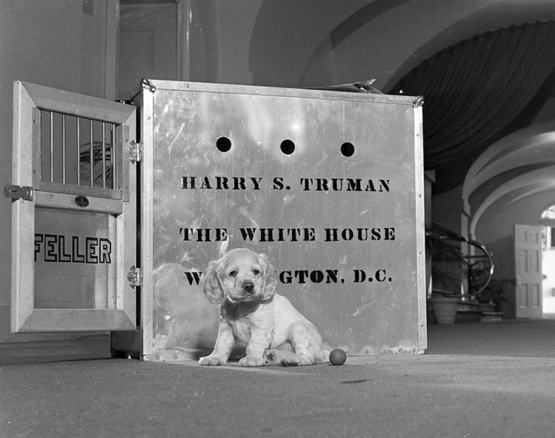 Unexpected Gift: Truman's Cocker Spaniel Created A Presidential Dilemma