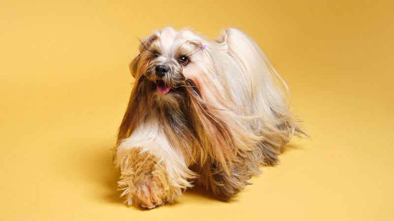 Lhasa Apso