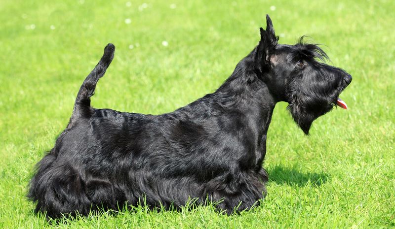Scottish Terrier