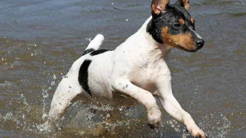 Rat Terrier: All-American Speedster