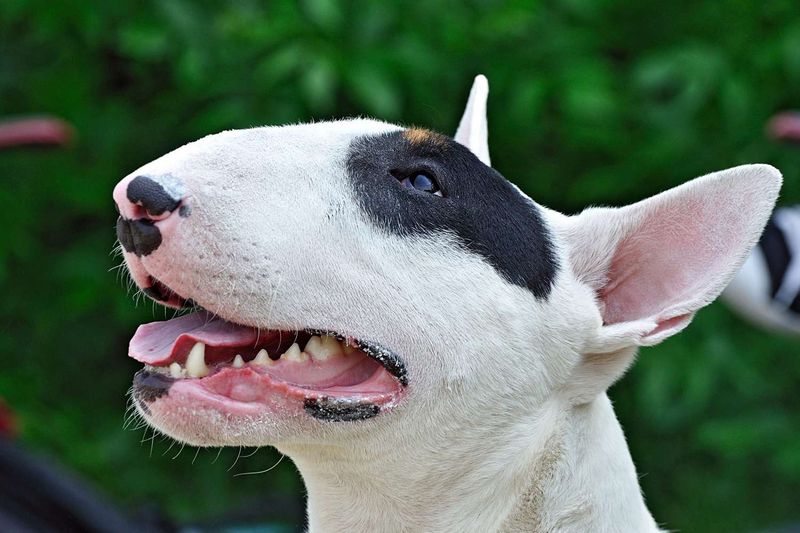 Bull Terrier: The Playful Egghead