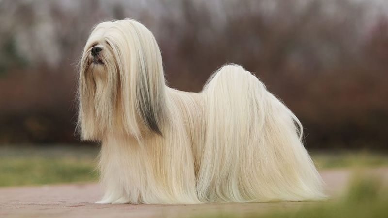 Lhasa Apsos: Ancient Sentinels In Disguise