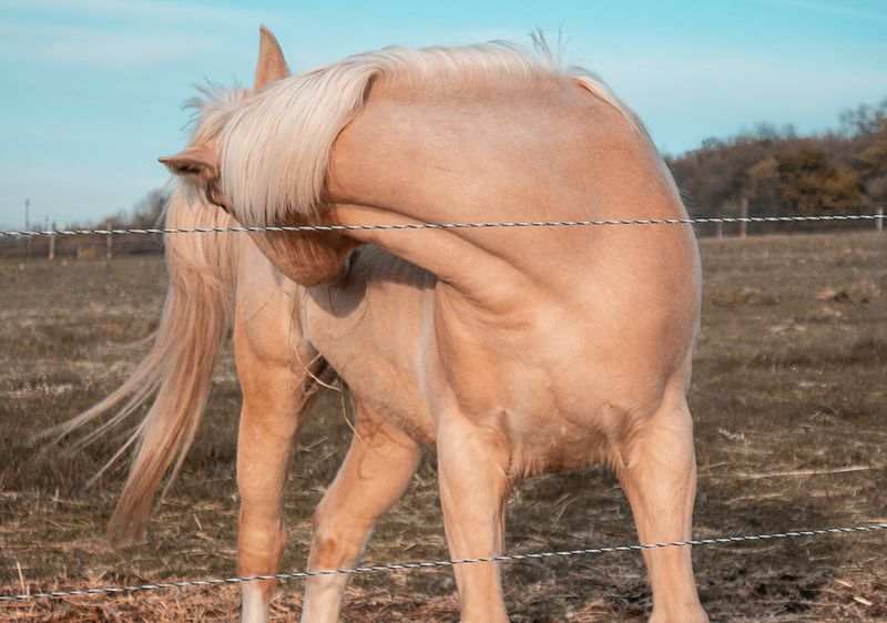 Ventral Midline Dermatitis