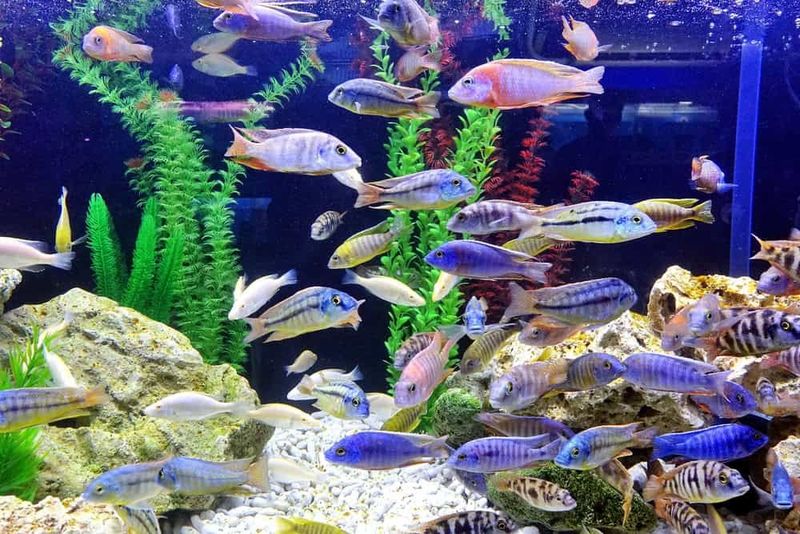 Overcrowded Tank Conditions