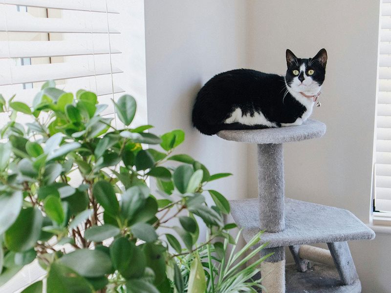 Climbing And Getting Into Everything
