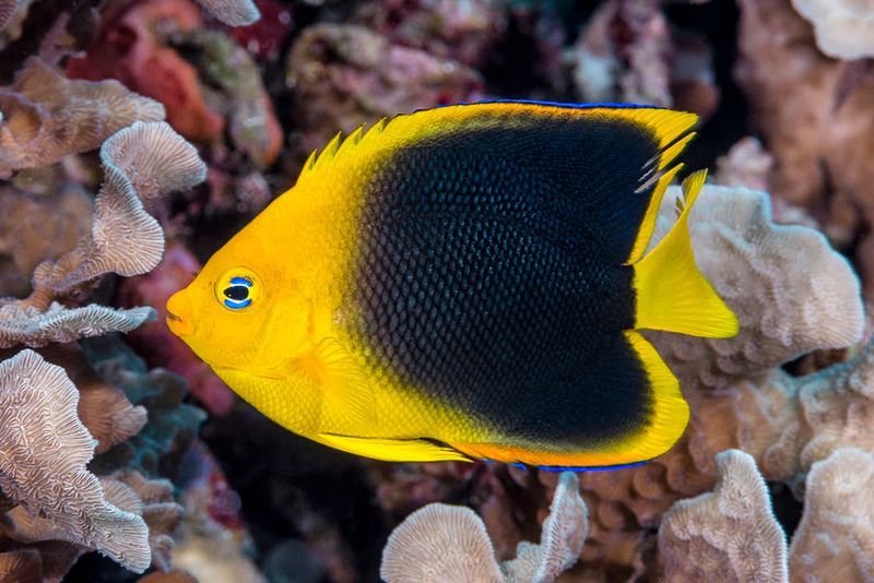 Rock Beauty Angelfish