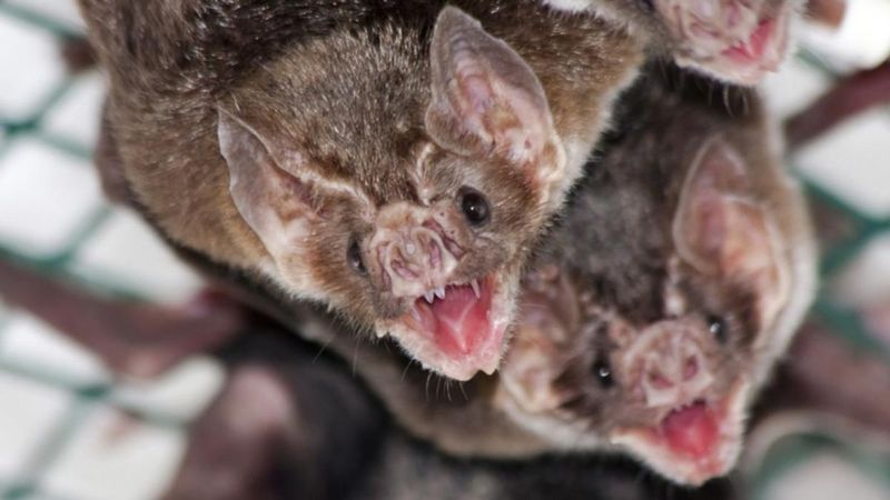 Vampire Bat: Blood Clot Buster