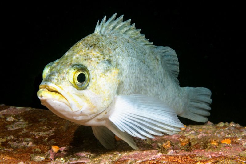 Rougheye Rockfish: The 200-Year-Old Fish